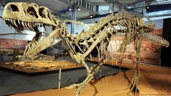 من نجوم أفلام السينما العالمية.. بيع عظام ديناصور بـ12 مليون دولار