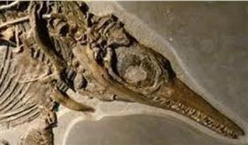عاشت قبل 20 مليون عام.. العثور على متحجرات لدلافين لم تعرف من قبل