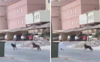 لم يتلق مساعدة.. كلاب بوليسية تطارد طفلًا داخل حي سكني بالسعودية (فيديو)