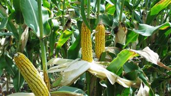 مدير مركز الزراعات التعاقدية توضح مزايا تطبيق النظام في محصول الذرة