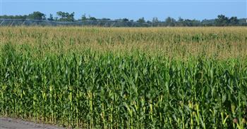 «الأمن الغذائي وتقليل الاستيراد».. أهمية تطبيق الزراعة التعاقدية في الذرة للمزارعين وللدولة