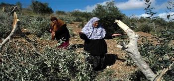 مستوطنون إسرائيليون يقتلعون أشجار الزيتون بمدينة الخليل الفلسطينية