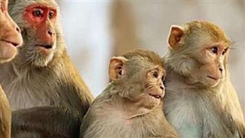البرتغال ترصد 5 إصابات بجدري القرود
