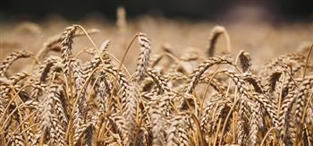 روسيا : محاولات الولايات المتحدة سحب الحبوب من أوكرانيا تهدد العالم بمجاعة