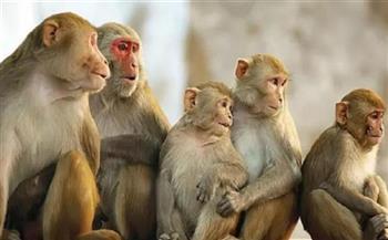 أوروبا تستعد لمواجهة تفشي «جدري القرود».. و5 معلومات صادمة عن المرض القاتل