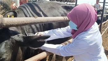"بيطري الشرقية": فحص 5546 رأس ماشية ضد "البورسيلا" والسل البقري