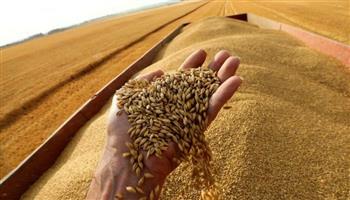 "تموين دمياط": إقبال متزايد من الموردين لمحصول القمح على الشون