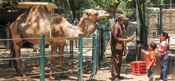 رئيس "حدائق الحيوان": 55 ألف زائر لحديقة الجيزة في أول أيام عيد الفطر