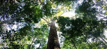 باحثون: اكتشاف غابة عمرها 4 ملايين عام بها أطول أشجار في العالم