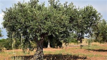 تضرر 630 ألف شجرة زيتون في تونس بسبب الجفاف