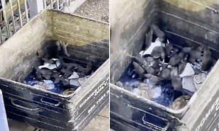 مجموعة من الفئران تسبب صدمة لسكان لندن أثناء هروبها من صندوق قمامة (فيديو)