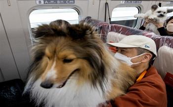 في كوكب اليابان.. رحلة مخصصة للكلاب على متن قطار سريع (صور)