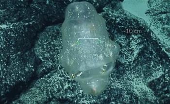 بالفيديو.. غواصة ترصد مخلوقًا غريبًا في أعماق المحيط الهادئ