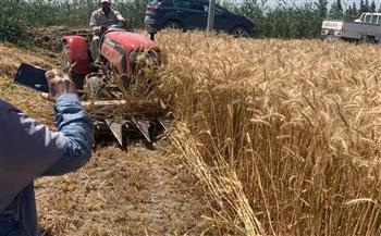 زراعة دمياط : حصاد 22.1 ألف فدان من القمح