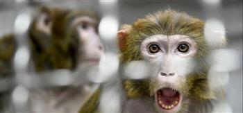 المغرب يسجل 3 إصابات بفيروس "جدري القردة"