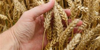 الزراعة: حجم توريد القمح يقترب من 3 مليون طن والمستهدف 5 مليون