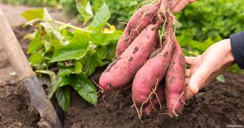 "الوادي الجديد": خطة للتوسع في زراعة البطاطا