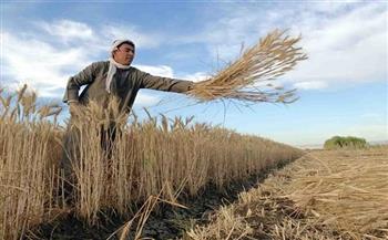 "الزراعة" تتابع حصاد القمح وتسهيل إجراءات التوريد أمام المزارعين بالشرقية