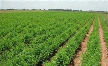 المصري للتأمين: الزراعة في مصر تسهم بنسبة 11.3% من الناتج المحلي الإجمالي