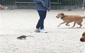 فأر عدواني يثير الذعر في متنزه كلاب بـ نيويورك | فيديو