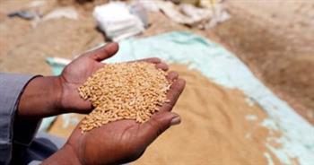 «تموين الغربية»: توريد 146 ألف طن من القمح للشون والصوامع