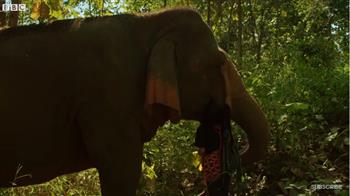 العمالقة اللطفاء.. قطيع من الفيلة يتبنى سيدة تايلاندية لتعيش بينهم (فيديو)
