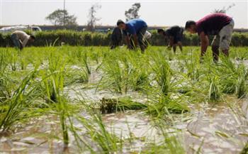 زراعة دمياط: زراعة 7376 فدانا من الأرز حتى الآن