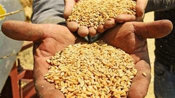 "الزراعة" تواصل متابعة عمليات حصاد وتوريد القمح بمحافظة الدقهلية
