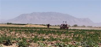 أفغانستان : قوات الأمن تدمر مزارع قنب وخشخاش في ولايتي هلمند وفراه