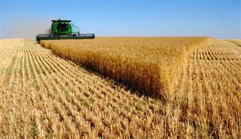 زراعة دمياط: حصاد 25 ألفا و300 فدان من محصول القمح حتى الآن