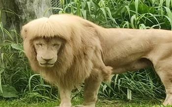 شاهد.. أسد يتحول إلى نجم حديقة حيوان صينية بسبب تسريحة شعره