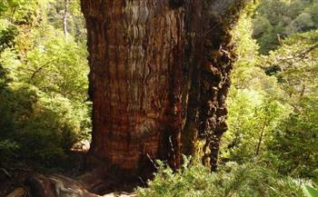 معلومات عن شجرة سرو باتاغونيا.. الأقدم في العالم 