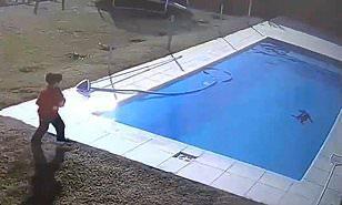 طفل شجاع ينقذ كلبا من الغرق في حمام السباحة.. فيديو 