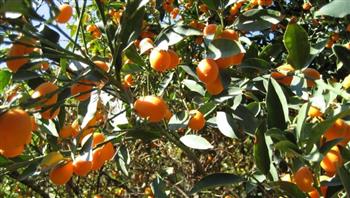 للتزيين وليس الأكل.. حملة في إسبانيا للتخلص من البرتقال (فيديو)