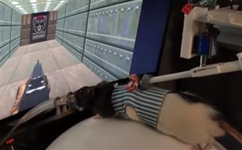 تطلق النار على الوحوش.. لقطات مذهلة لفئران تلعب «بلاي ستيشن» (فيديو)
