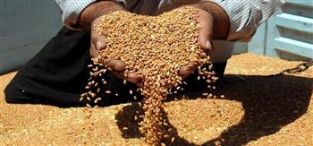 أسعار القمح العالمية تقفز في ظل أنباء من الهند