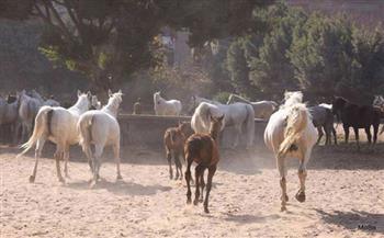 تفاصيل مشروع قانون تطوير محطة الزهراء لتربية الخيول العربية (مستند)