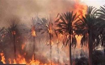حريق هائل في مزارع أشجار مانجو بأسوان 