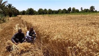 محافظ أسوان: توريد 55.5 ألف طن قمح منذ بدء موسم الحصاد