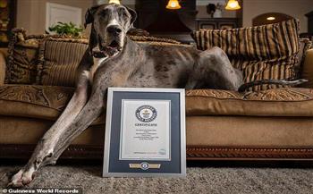 كلب دنماركي يدخل موسوعة جينيس كأطول ذكر في العالم 