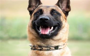 حظر أطواق الكلاب بموجب تشريع جديد في كوينزلاند 