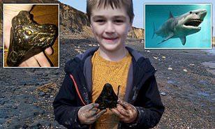 طفل يعثر على أسنان سمكة قرش عمرها 3 ملايين عام 