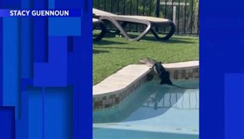 هربًا من حرارة الجو.. تمساح يفاجئ سيدة داخل حمام سباحة منزلها (فيديو)