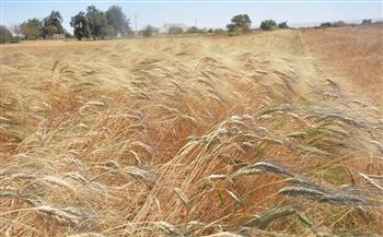 محافظ الوادى الجديد يوجه بحصر زراعات القمح لتحقيق المعدل المطلوب