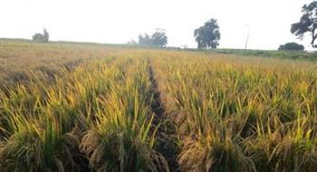 محافظ الوادي الجديد: حظر زراعة الأرز المعتمد على الري بالغمر