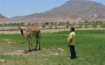 الزراعة : تنظيم قوافل بيطرية وإرشادية لأبناء سيناء بـ وادي فيران