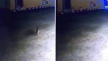 لحظة نجاة طفلين من هجوم كلب مفترس أمام منزلهما بالسعودية(فيديو)