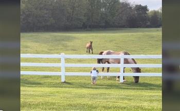 وكأنه صديق قديم.. رد فعل مثير لاثنين من الخيول بعد اقتراب طفل منهما (فيديو)