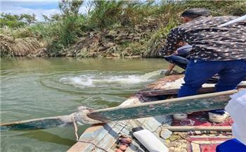 إلقاء 250 ألف زريعة من السمك البلطي في نهر النيل بالدقهلية