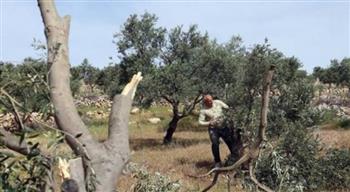 مستوطنون يقطعون أشجار زيتون معمرة جنوب نابلس